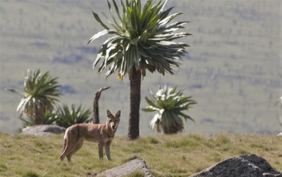 Aethiopischer Wolf in den Simien Mountains (Harri J / Wikipedia (Hulivili))  CC BY 
Informazioni sulla licenza disponibili sotto 'Prova delle fonti di immagine'